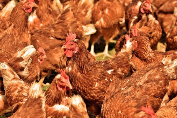 Poultry CSA