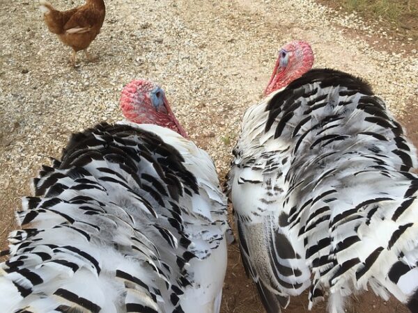 Poultry CSA - Image 2